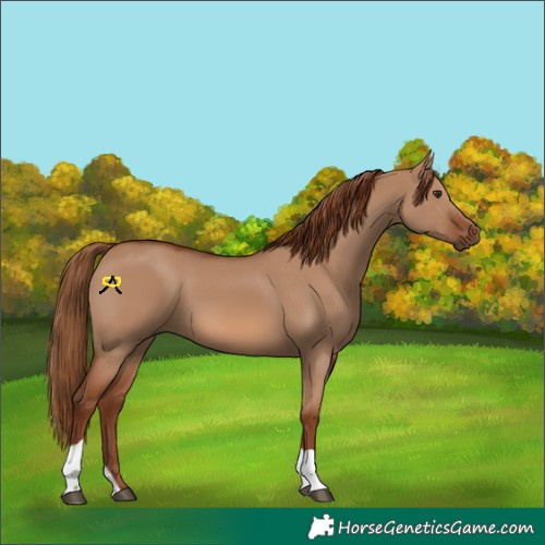 Horse Color:Red Dun