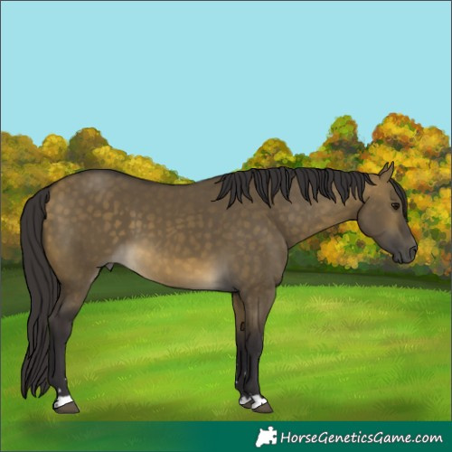 Horse Color:Buckskin Dun 