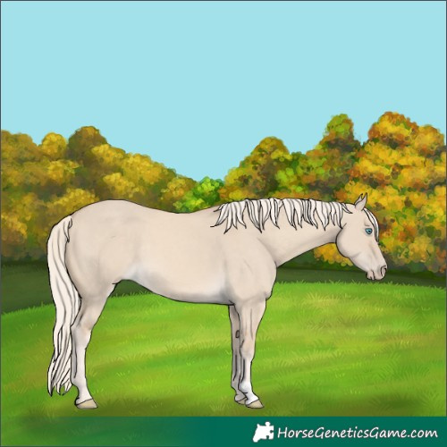 Horse Color:Cremello Dun 