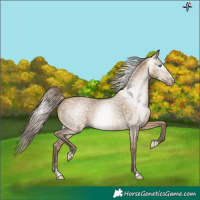 Horse Color:Gray Perlino Dun 
