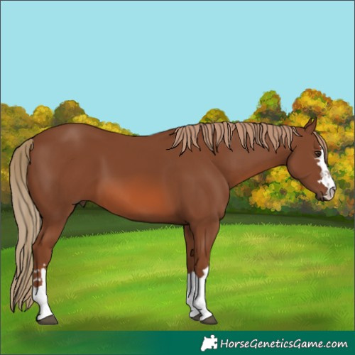 Horse Color:Chestnut 