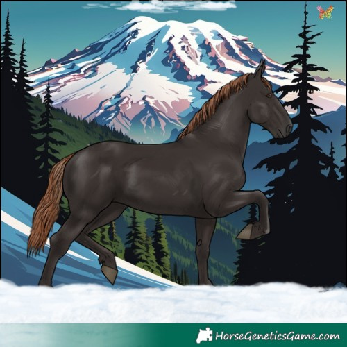 Horse Color:Liver Chestnut Rabicano 