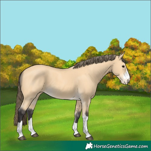 Horse Color:Buckskin Appaloosa 