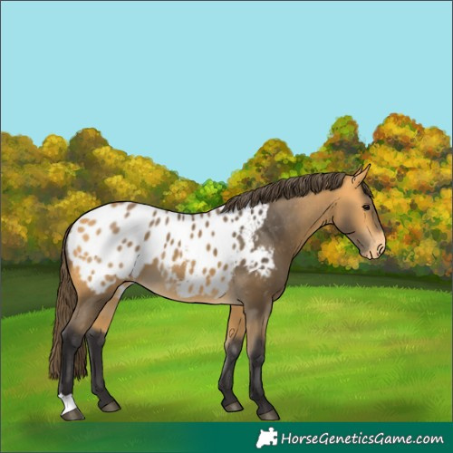 Horse Color:Buckskin Appaloosa 