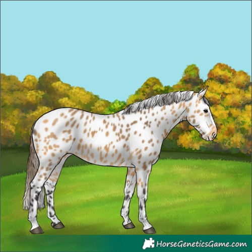 Horse Color:Buckskin Appaloosa 
