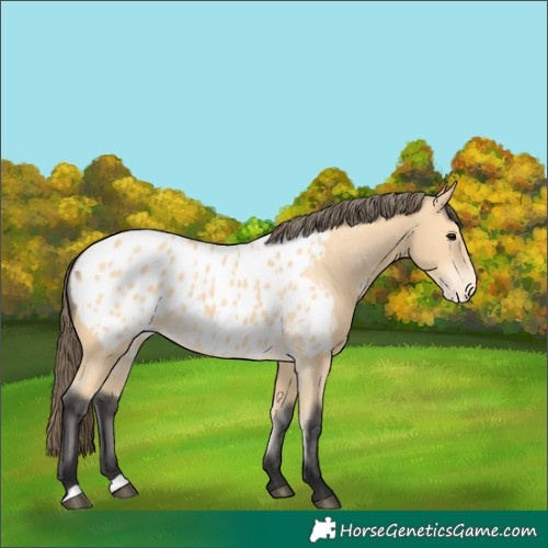 Horse Color:Buckskin Appaloosa 