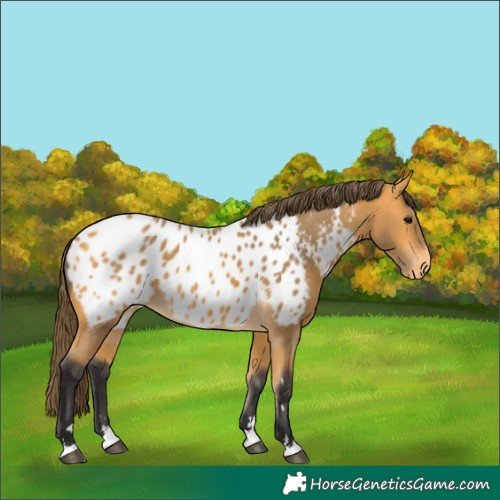 Horse Color:Buckskin Appaloosa 