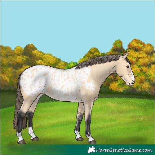 Horse Color:Buckskin Appaloosa
