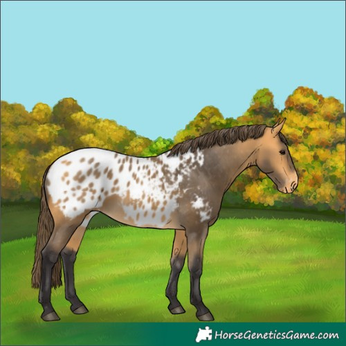 Horse Color:Buckskin Blanket
