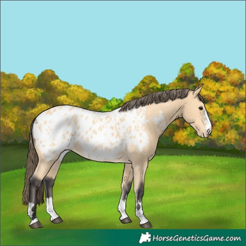 Horse Color:Buckskin Near Leopard 