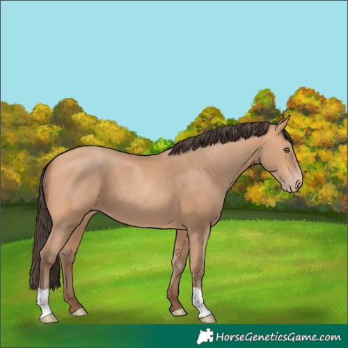 Horse Color:Amber Champagne 