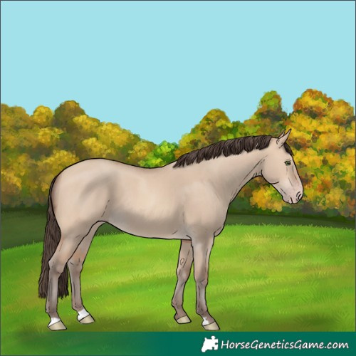 Horse Color:Amber Champagne Dun 