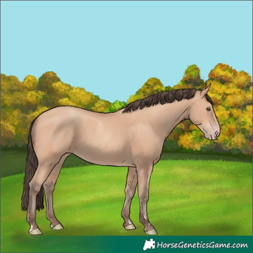 Horse Color:Amber Champagne
