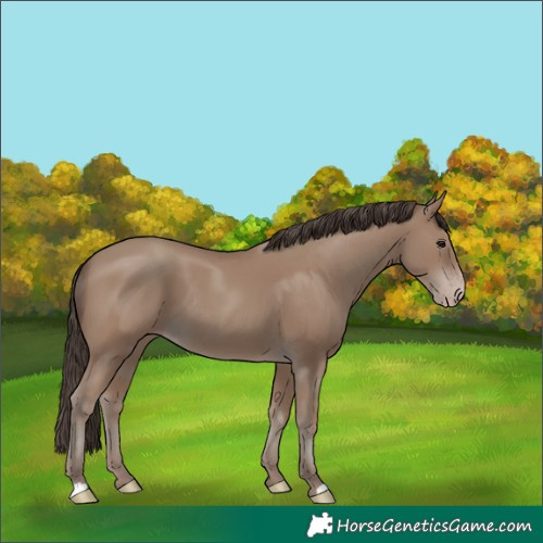 Horse Color:Classic Champagne 