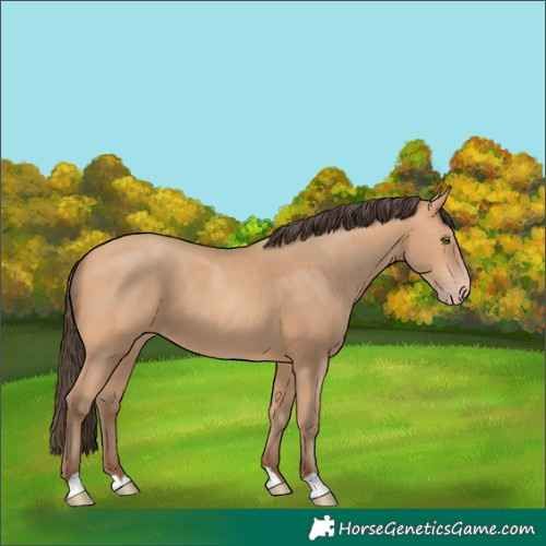 Horse Color:Amber Champagne 