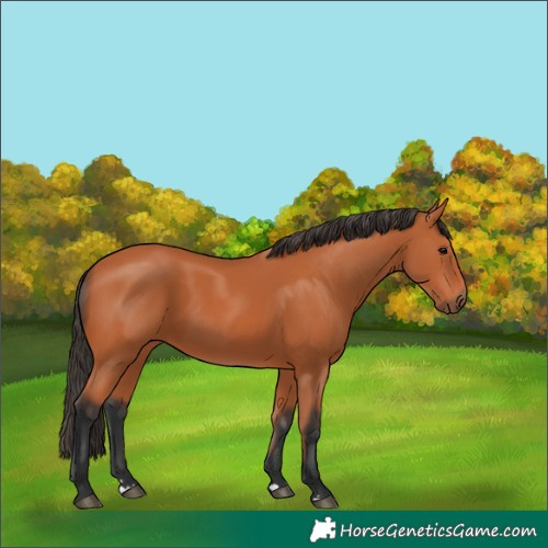 Horse Color:Bay 