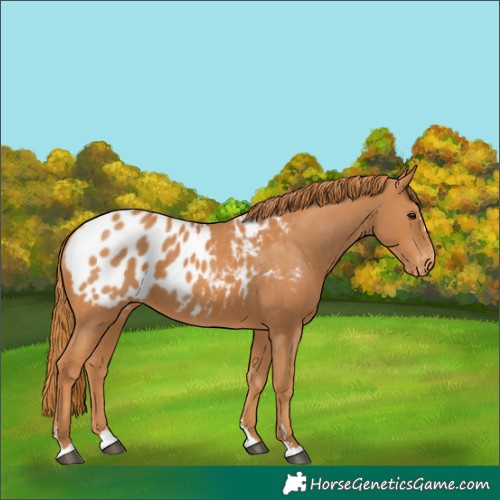 Horse Color:Chestnut Blanket