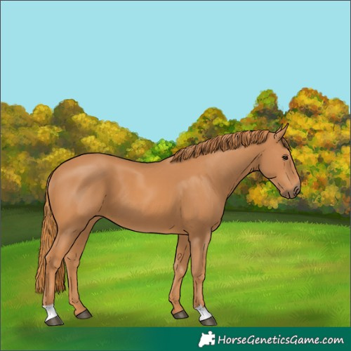 Horse Color:Chestnut 