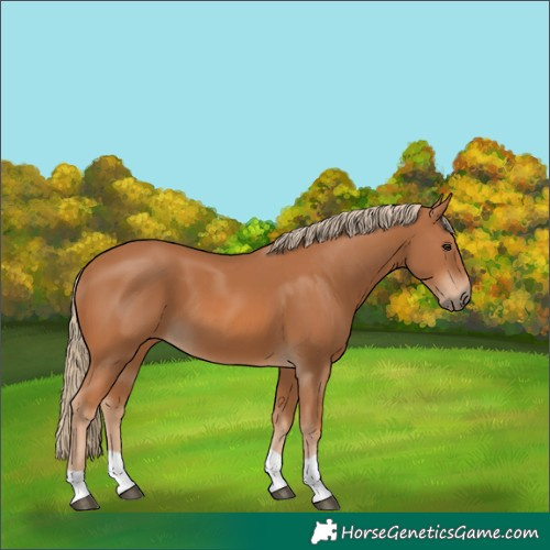 Horse Color:Chestnut 