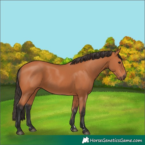 Horse Color:Bay 