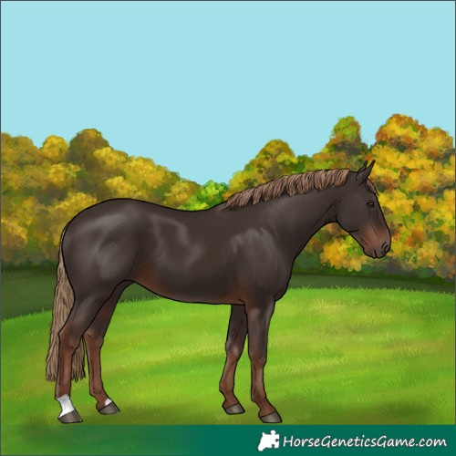 Horse Color:Liver Chestnut