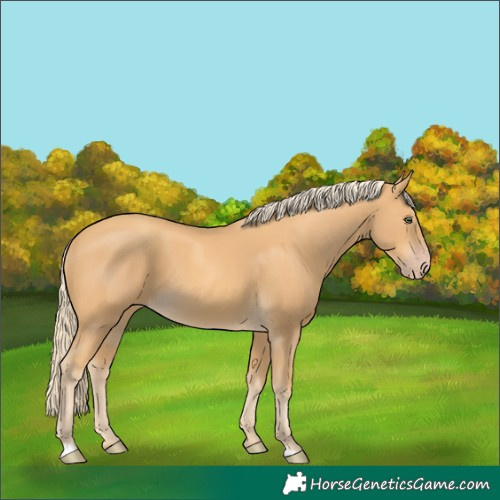 Horse Color:Gold Cream Champagne 