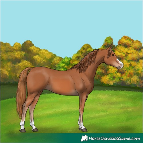 Horse Color:Chestnut 