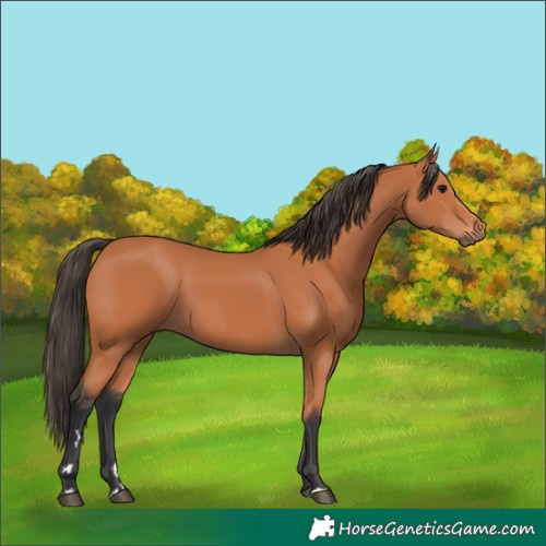 Horse Color:Bay 