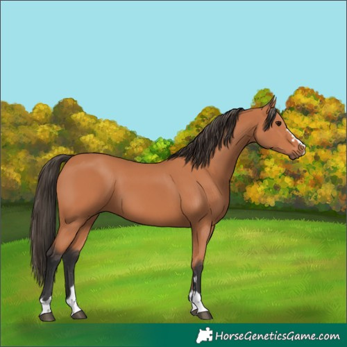 Horse Color:Bay 