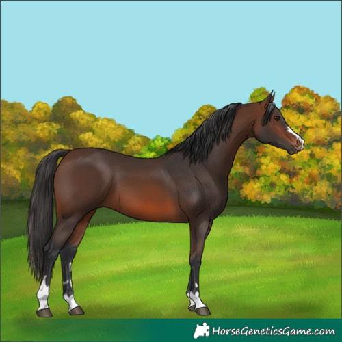 Horse Color:Brown 