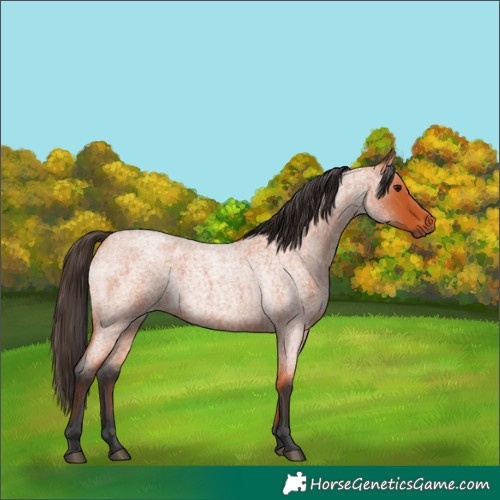 Horse Color:Bay Roan 