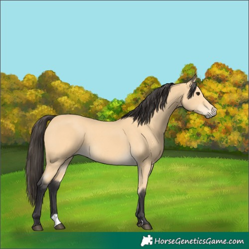 Horse Color:Buckskin 