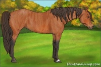 Horse Color:Bay  Brindle