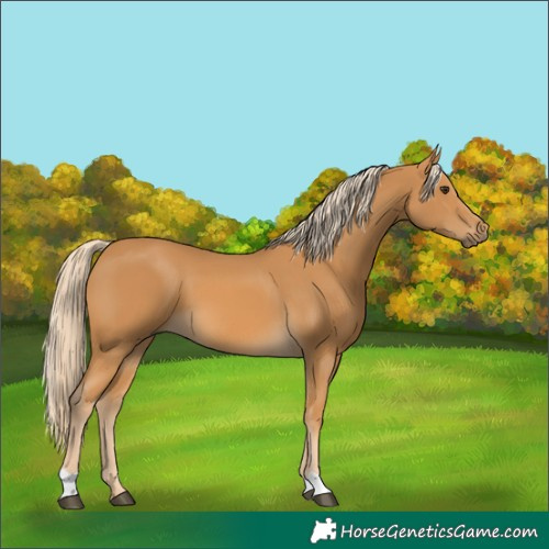 Horse Color:Palomino 