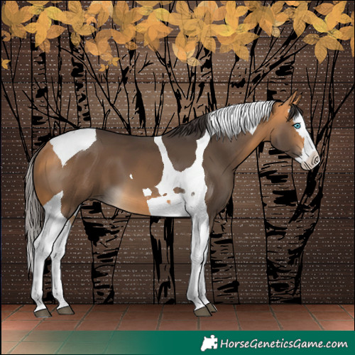 Horse Color:Buckskin Splash Tobiano 