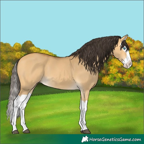 Horse Color:Buckskin Dun Splash 