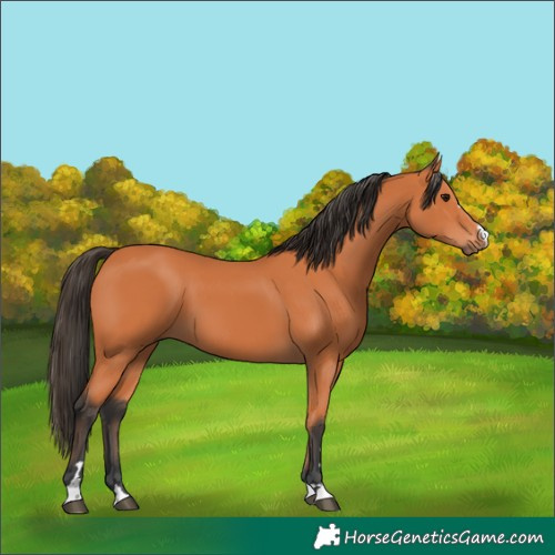 Horse Color:Bay 