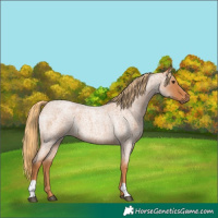 Horse Color:Red Roan 