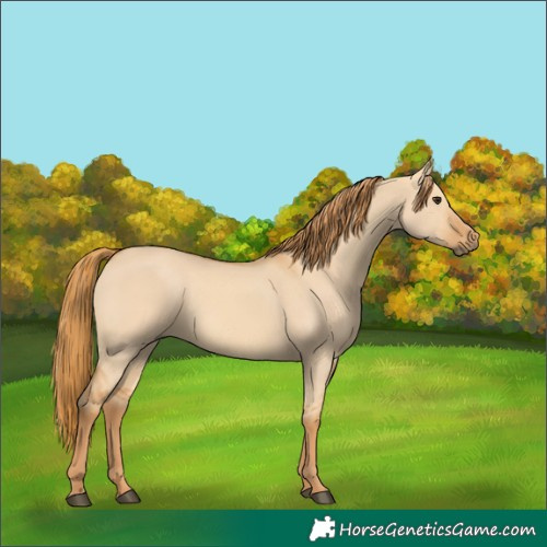 Horse Color:Red Dun 