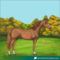 Horse Color:Chestnut 