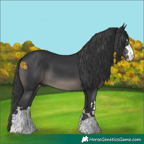 Horse Color:Black 
