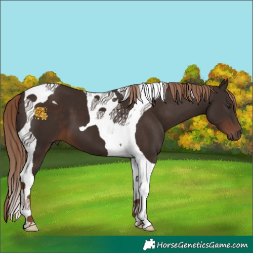 Horse Color:Liver Chestnut Tobiano