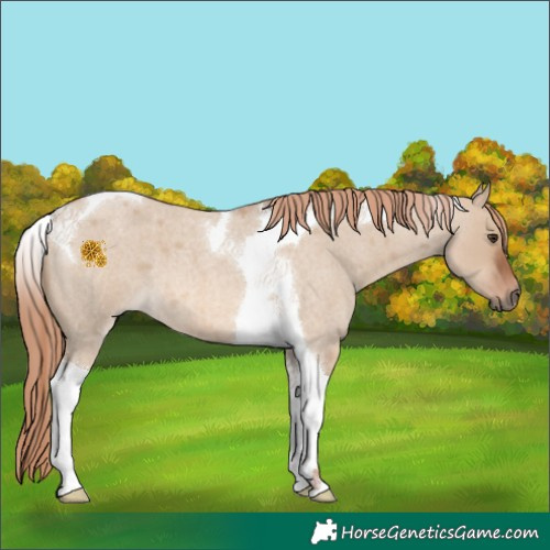 Horse Color:Red Dun Roan Tobiano 