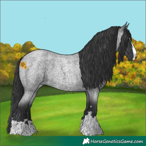 Horse Color:Blue Roan 