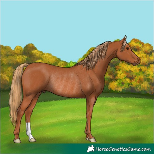 Horse Color:Chestnut Rabicano 