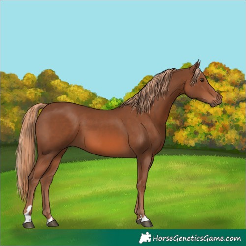 Horse Color:Chestnut 