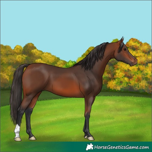Horse Color:Bay 