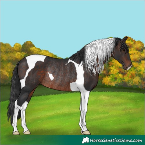 Horse Color:Brown Tobiano Rabicano