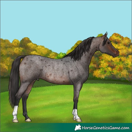 Horse Color:Brown Roan Rabicano 