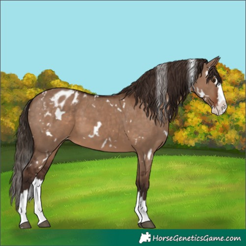 Horse Color:White Spotted Liver Red Dun Splash Appaloosa